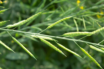 Green Mustard pod in the field, closeup of green seed pods