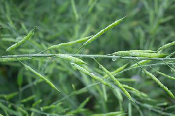 Close up of green mustard pod with dew droplets on the pods.