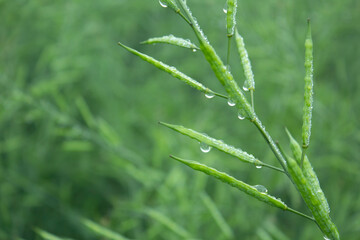 Fototapeta na wymiar Dew droplets on green mustard pod with bokeh blurred background, close up