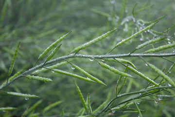 Close-up of green mustard pod with dew drops on it.
