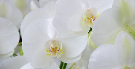 White Orchids - Phalaenopsis