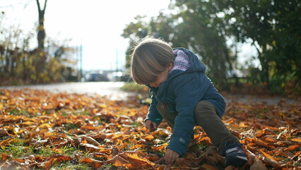 Adorable child exploring nature during autumn day, small boy gathering nuts and putting inside blue...