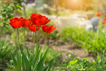 Fototapeta premium Red tulips in the garden in sunlight. Beautiful spring floral background. Selective soft focus.