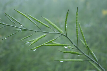 Dew droplets on the green mustard pod after the fog, India.