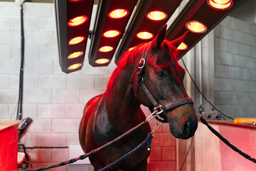 A black horse stands for an infrared therapy session aimed at relieving back pain, with red lamps providing targeted heat treatment.