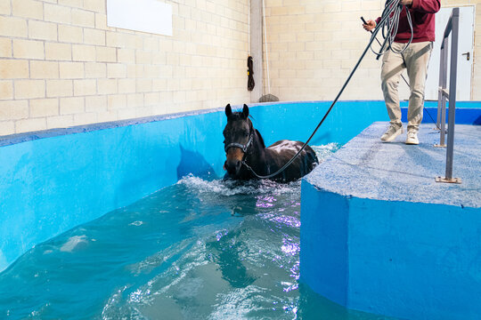 An attentive trainer aids a horse during an aquatic therapy session, with a close-up view highlighting the recovery process in a blue pool.
