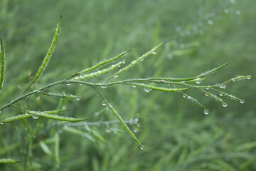 Dew drops on green mustard pod, close up of wet mustard pod with dew drops
