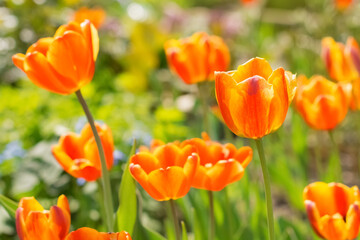 Spring yellow red tulips in the sunlight on a blurred background. Beautiful floral background. Selective soft focus.