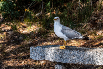 Gaviotas en las Islas Cies.