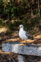 Gaviotas en las Islas Cies.
