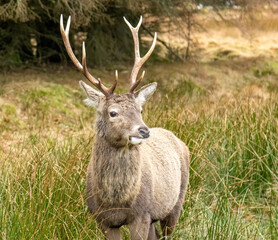 Red deer stag at Kingshouse hotel, Glencoe