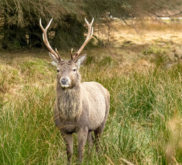 Red deer stag at Kingshouse hotel, Glencoe