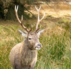 Red deer stag at Kingshouse hotel, Glencoe