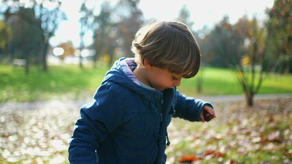 Child strolling at park during sunny autumn day. one 3 year old boy wearing blue jacket amidst orange leaves during fall season - kid exploring nature