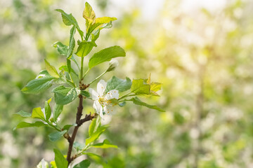 Blooming plum branch on a blurred background in sunlight. Beautiful spring background. Selective focus, copy space.