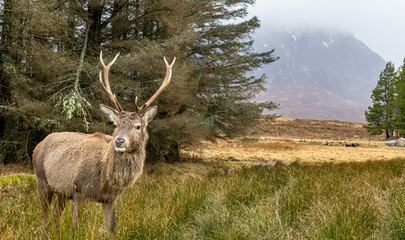 Red deer stag at Kingshouse hotel, Glencoe