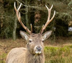 Red deer stag at Kingshouse hotel, Glencoe
