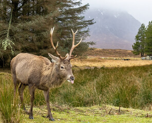 Red deer stag at Kingshouse hotel, Glencoe
