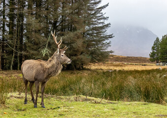 Red deer stag at Kingshouse hotel, Glencoe