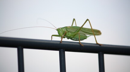 Nahaufnahme einer grünen Heuschrecke auf dem Gartenzaun