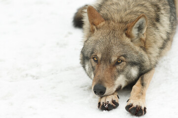 portrait of a gray wolf lying on the snow