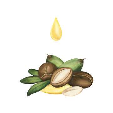Composition of argan tree nuts isolated on a white background. Ripe nut, nut kernel, green and brown nut organs, green leaves, argan oil, a drop of oil. Hand-painted watercolor. cosmetology