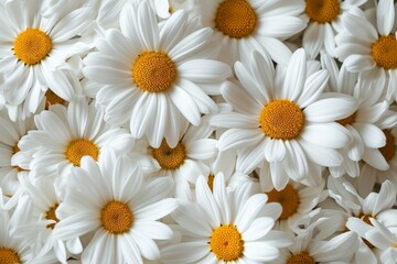 Fototapeta premium Chamomile flowers. Chamomile background. Close-up.AI created. 