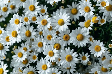 Chamomile flowers. Chamomile background with green leaves. AI created.
