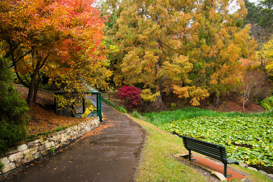 A garden path leading through the autumn coloured foliage at Mt Lofty