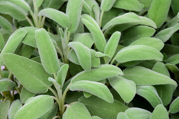 Background and texture of fresh green herbs in herb garden, sage, healthy cuisine

