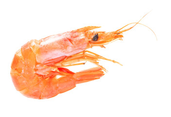 Shrimp isolated on white