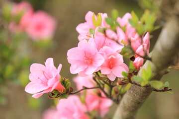 Fototapeta premium ピンク色のツツジの花 