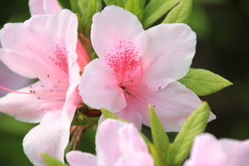 ピンク色のツツジの花
