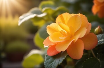 Yellow orange begonia flower in garden. Realistic watercolor illustration of begonia flowers. Colorful, tender plant with big petals and buds in pink and orange, isolated on white. - obrazy, fototapety, plakaty