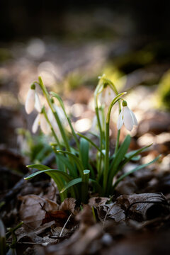 First snowdrops in the forest