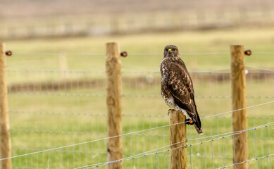 Buzzard perched on a fence post