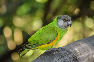 colorful bird in south africa