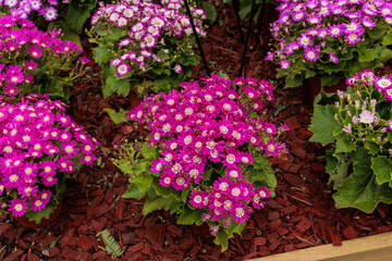 colorful yellow, pink, green flowers with bees in pollination