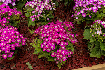 colorful yellow, pink, green flowers with bees in pollination