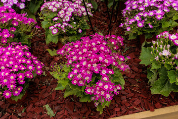 colorful yellow, pink, green flowers with bees in pollination