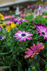 Fototapeta premium colorful yellow, pink, green flowers with bees in pollination