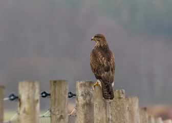 Buzzard perched on a fence post