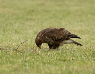 Buzzard in a field with prey