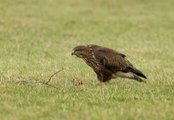 Buzzard in a field with prey