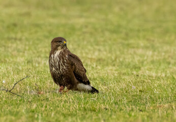 Buzzard in a field with prey