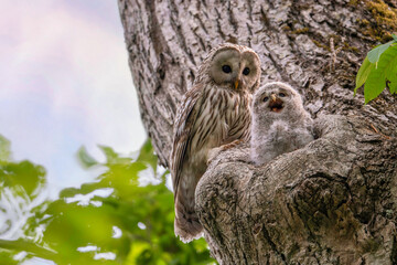 エゾフクロウの親子
