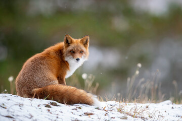 冬のキタキツネ