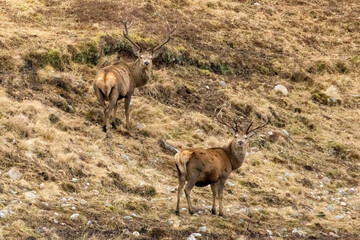 Two red deer stags blending in with the background