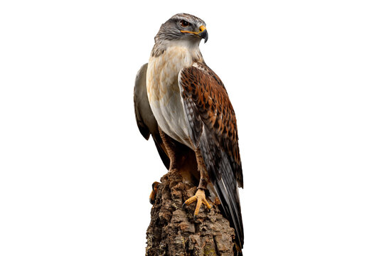 red tailed hawk  isolated on white background	PNG