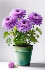 Lilac chrysanthemums in a pot on a white background. Chrysanthemum potted isolated on white background.